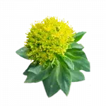 Rhodiola