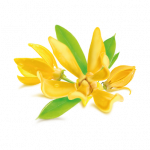 Ylang-ylang